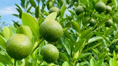 Thương lái chốt cọc sớm, thủ phủ quất cảnh miền Trung khấp khởi vụ Tết bội thu