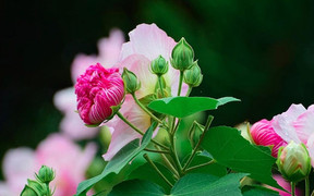 Có nên trồng hoa phù dung trước nhà?