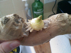 Những loại rau củ chứa độc tố mà nhiều người vẫn ăn thường xuyên