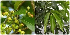 Công dụng của cây vối ít người biết