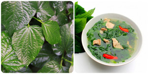 Tác dụng của cây lá lốt ít người biết