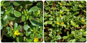 Tác dụng của rau sam ít người biết