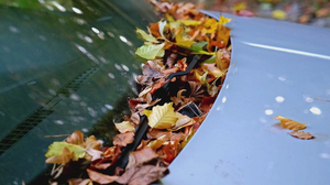 Những tác hại không ngờ của lá cây rụng đối với ô tô