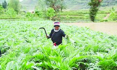 HTX vùng đồng bào Mông ở Hà Giang làm giàu từ cây dược liệu