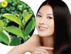 Công dụng làm đẹp của lá ổi