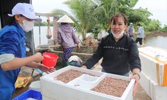 Xã thu 7 tỷ đồng/ngày nhờ vớt rươi