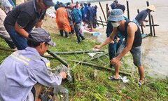 Dân vùng 'rốn lũ' Quảng Nam đóng cọc tre, nhồi bao cát 'vá' bờ sông sạt lở