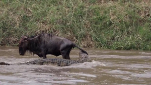 Linh dương may mắt thoát khỏi hàm cá sấu 
