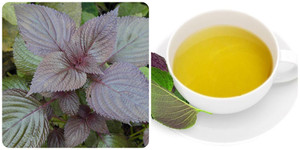 Công dụng của tía tô ít người biết