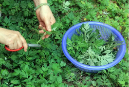 Công dụng chữa bệnh thần kỳ của ngải cứu nhưng ít người biết đến