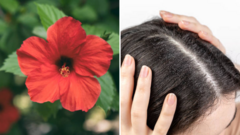 Cách dùng hoa dâm bụt trị gàu