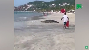 Cá sấu khổng lồ xuất hiện trên bãi biển, hàng trăm du khách hoảng loạn tháo chạy