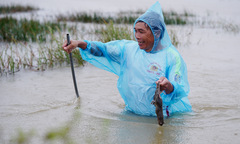 Mưa ngập trắng đồng, nông dân Hà Tĩnh kéo nhau đi đập chuột