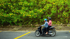 Giới trẻ đổ xô 'săn' hoa dã quỳ tại Ba Vì