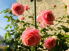 Ý nghĩa của những loài hoa tượng trưng cho 12 tháng sinh