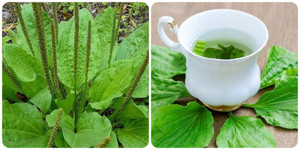 Công dụng của cây mã đề với sức khoẻ