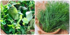 6 loại rau thơm nếu ăn thường xuyên sẽ giúp bạn sống khoẻ