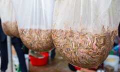 Kiếm hơn 200 triệu đồng chỉ sau một ngày vớt 'lộc trời'