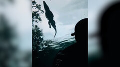 Thợ lặn vô tư bơi lội cùng cá sấu ở biển Mexico