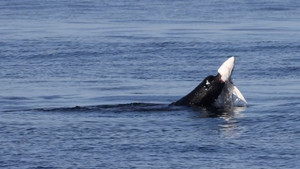 Khoảnh khắc sư tử biển xé toạc cổ cá mập xanh