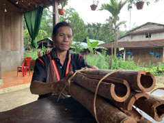 Cây quế giúp bà con huyện Bắc Trà My thoát nghèo