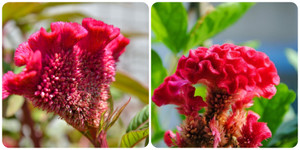 Bài thuốc trị bệnh từ hoa mào gà đỏ