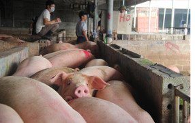 Dịch tả heo châu Phi bùng phát, cuối năm liệu có thiếu thịt heo?