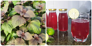 Uống nước lá tía tô tươi có tác dụng gì?