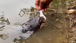 Người đàn ông đút từng thìa thức ăn cho cá ăn như em bé