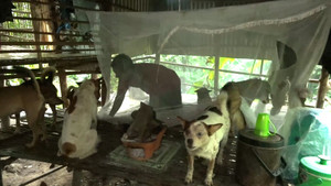 Kỳ lạ đàn chó gần 30 con được ngủ mùng, sưởi ấm trên đỉnh núi An Giang