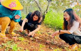 Trồng nấm linh chi dưới tán rừng, người dân ở Đắk Nông thoát nghèo