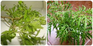 Cây đinh lăng có tác dụng gì với sức khoẻ?