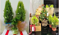 Tùng thơm mini để bàn giá siêu rẻ, khách săn mua đón Giáng sinh