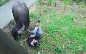 Trâu 'điên' xông vào nhà húc gẫy chân chủ nhà ở Bắc Kạn