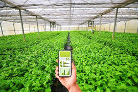 5 cơ hội phát triển cho hợp tác xã nông nghiệp khi chuyển đổi xanh