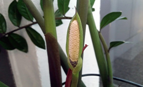 Làm thế nào để cây kim tiền ra hoa?