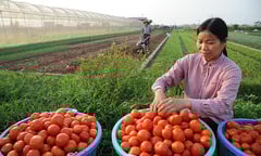 Luật Hợp tác xã tạo hành lang pháp lý thông thoáng, thuận lợi thế nào?