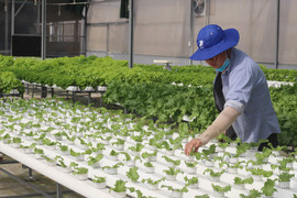 Loạt khó khăn cần tháo gỡ để tạo đà cho hợp tác xã phát triển 