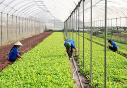 Những chính sách mới nhất của Nhà nước về phát triển hợp tác xã