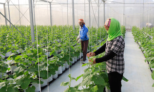 Vì đâu người dân chưa mặn mà tham gia hợp tác xã?