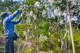 Thủ phủ cam Hà Tĩnh vào mùa, bán giá cao vẫn ‘cháy’ hàng