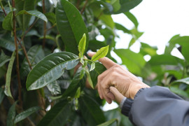 Đổi đời nhờ cây di sản chè Shan tuyết hàng trăm năm tuổi