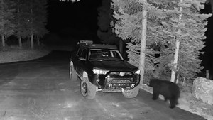 Gấu to lớn thản nhiên mở cửa vào ô tô tìm thức ăn