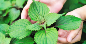 Loại 'lá hồi sinh' được người Nhật săn đón nhưng rất rẻ ở Việt Nam