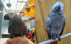 Vẹt Maika - idol mới nổi trên Tiktok biết nói tiếng Anh, khen chủ nhân xinh đẹp