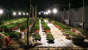 Nông dân Hà Tĩnh chong đèn, bắt cây hoa không 'ngủ’ để nở đúng dịp Tết