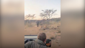 Voi hoang dã hung hăng đuổi theo ô tô chở khách du lịch