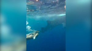 Du khách thoải mái bơi cùng loài cá mập dài 18m 