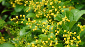 Có nên trồng cây ngâu trước nhà?