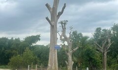 'Uẩn khúc' phía sau cây bằng lăng rừng được rao bán 220 triệu đồng tại Bình Định